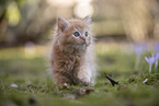 Ragdoll kitten