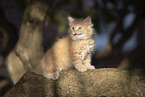 Ragdoll kitten