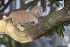 Ragdoll kitten