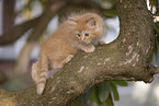 Ragdoll kitten