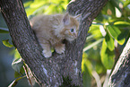 Ragdoll kitten