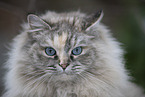 Ragdoll in snow