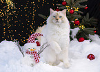 Ragdoll