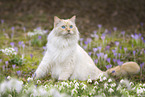 Ragdoll