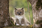 Ragdoll kitten