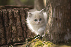 Ragdoll kitten