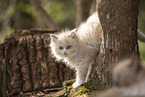 Ragdoll kitten