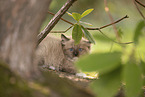 Ragdoll kitten