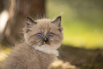 Ragdoll kitten