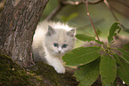 Ragdoll kitten