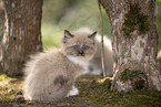 Ragdoll kitten