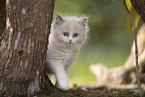 Ragdoll kitten