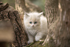 Ragdoll kitten