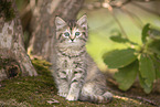 Ragdoll kitten