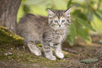 Ragdoll kitten
