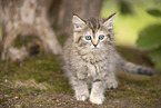 Ragdoll kitten