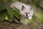 Ragdoll kitten