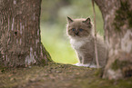 Ragdoll kitten