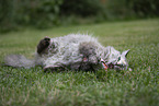 Ragdoll