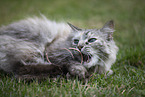 Ragdoll