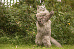 Ragdoll