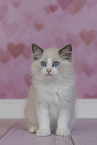 Ragdoll kitten