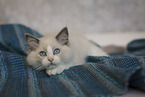 Ragdoll kitten