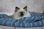 Ragdoll kitten