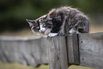 young Ragdoll