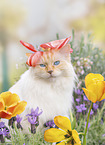 Ragdoll