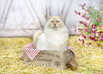 Ragdoll