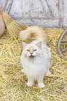 Ragdoll