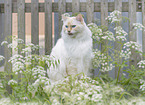 Ragdoll