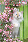 Ragdoll