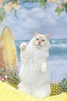 Ragdoll
