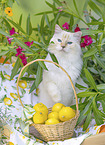 Ragdoll