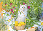 Ragdoll