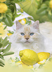 Ragdoll