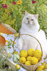 Ragdoll
