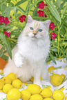 Ragdoll