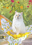 Ragdoll