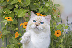 Ragdoll