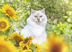 Ragdoll