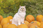 Ragdoll