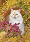 Ragdoll
