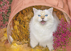 Ragdoll
