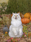Ragdoll