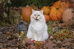 Ragdoll