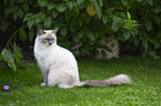 Ragdoll