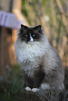 Ragdoll tomcat